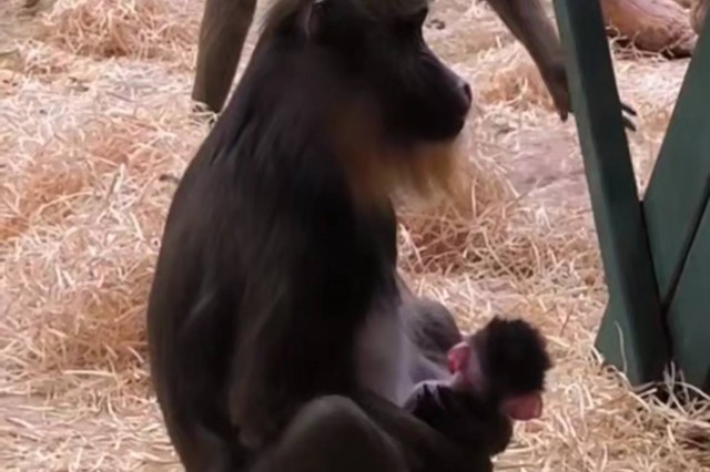 «Маленький, лопоухий и очень смешной»: в Калининградском зоопарке родился детёныш мандрила 