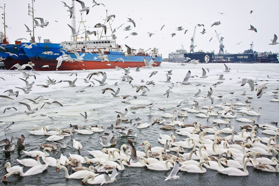 «Холодная зима 2012-го»: фоторепортаж Калининград.Ru (фото)
