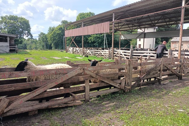 Эксперт: Калининградским фермерам некуда сбывать овечью шерсть 