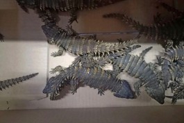 Из Калининградской области в Польшу пытались незаконно вывезти 37 редких ящериц (фото)