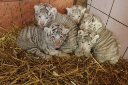 В Клайпедском зоопарке родились пять белых тигрят