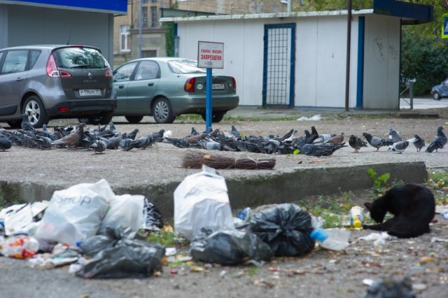 «Диверсия или окурки»: почему в Калининграде часто горят мусорные площадки