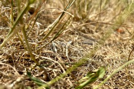 Из-за засухи в Калининградской области погибли сельхозкультуры на площади в 14,5 тысяч гектаров