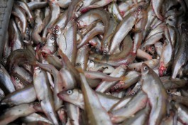 Калининградские рыбаки планируют добыть 400 тонн корюшки в 2021 году