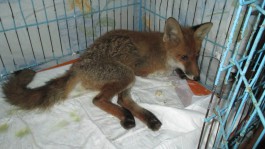 В Калининграде волонтёры пытаются спасти покалеченного лисёнка