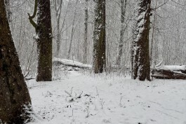«Лес без охраны»: в Калининграде готовятся объявить торги на строительство улицы Юбилейной