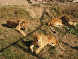 Львенок из Калининграда отправился в Витебский зоопарк