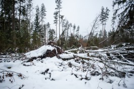 УМВД: В Калининградской области мужчина незаконно вырубил восемь деревьев на 2,3 млн рублей