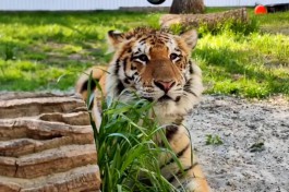 В мае в Калининградский зоопарк привезут годовалого амурского тигра из Ростова-на-Дону