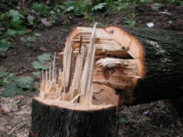В Багратионовском районе незаконно вырубили 6 сосен