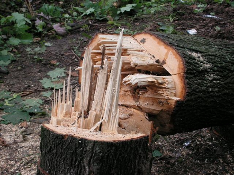 В Багратионовском районе незаконно вырубили 6 сосен