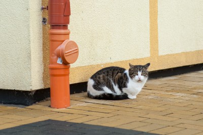 В начале марта пройдёт фестиваль «День рождения зеленоградского кота»