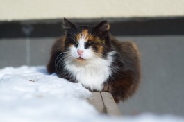 В Калининградской области ожидается оттепель к концу рабочей недели