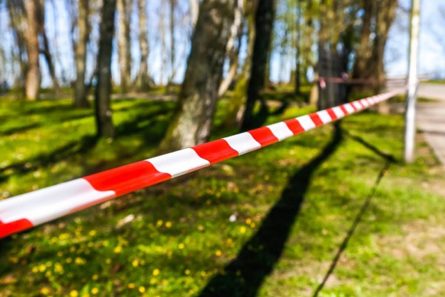 На Аллее Ветеранов в Светлогорске разрешили вырубить 37 деревьев