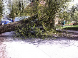В Калининграде на микроавтобус упало дерево: пострадал водитель (фото)