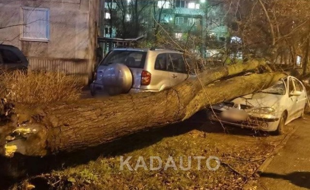 В Калининграде штормовой ветер повалил 17 деревьев