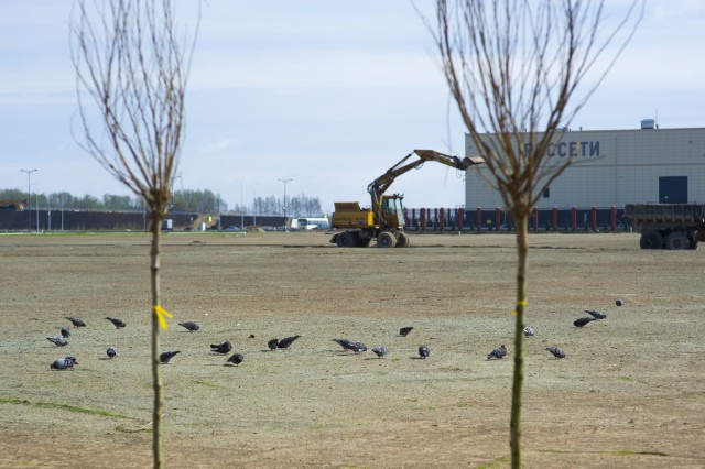 Птицы склюют весь газон вокруг нового стадиона на Острове
