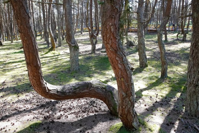 Танцующий лес на Куршской косе закроют из-за реконструкции экотропы
