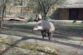 С 15 марта Калининградский зоопарк будет работать на час дольше