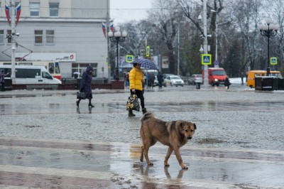 В Калининграде бродячие собаки повредили два автомобиля, пытаясь достать кошку