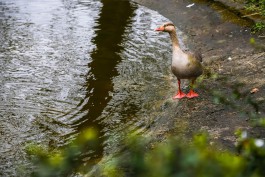 Вдоль большого пруда в Калининградском зоопарке выложат покрытие из террасной доски