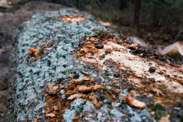 Для обустройства проезда между домами на улице Аксакова в Калининграде вырубят 27 деревьев