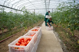 Ретейлер: Местные огурцы и помидоры в магазинах Калининграда появятся в конце февраля — начале марта 