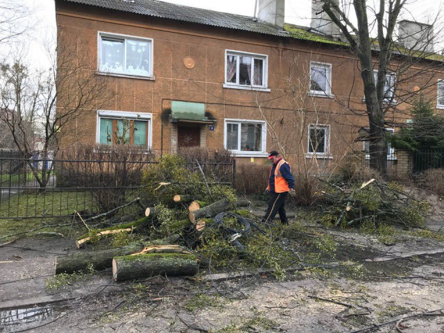 Штормовой ветер повалил 70 деревьев и повредил девять машин в Калининградской области