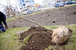 На улицах Калининграда высадят 88 деревьев и 544 кустарника