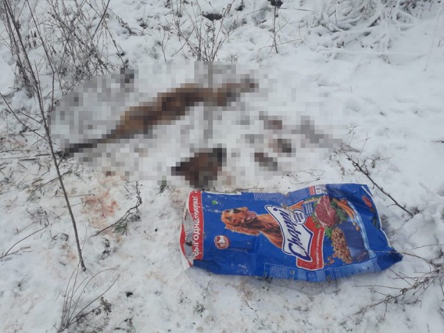 Под Калининградом нашли пакет с расчленённой собакой