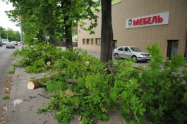 Во вторник сильный ветер повалил в Калининграде шесть деревьев
