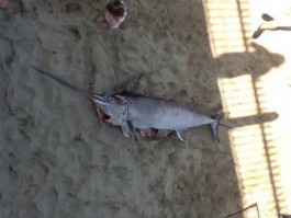 На пляже в Светлогорске нашли рыбу-меч