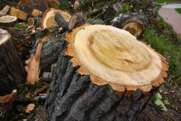 Эколог: Два человека несут ответственность за вырубку 17 тысяч деревьев за три года в Калининграде