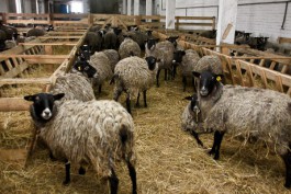 УМВД: Двое жителей области продавали бизнесмену украденных коров и овец