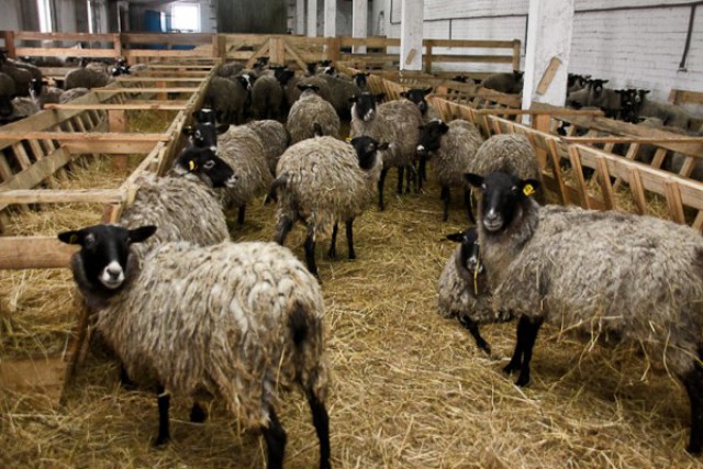 УМВД: Двое жителей области продавали бизнесмену украденных коров и овец