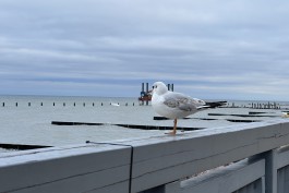 Рабочая неделя в Калининградской области начнётся с похолодания и дождей 