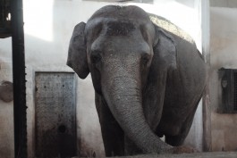 Калининградский зоопарк проведёт канализацию в вольер слонихи Преголи, чтобы избавиться от вони