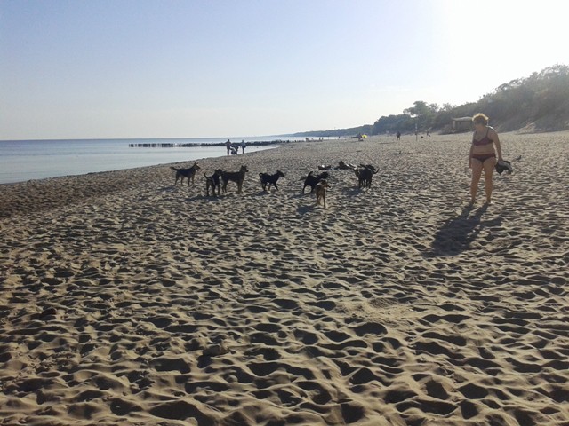 «Бороться влом»: на пляже Зеленоградска массово выгуливают собак (фото)