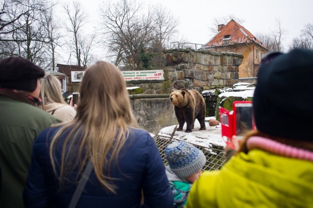 Калининградский зоопарк с польским музеем выиграли 2 млн евро на комплекс вольер животных Сибири и Дальнего Востока