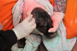 Калининградский зоопарк за три дня собрал 77 тысяч рублей на лечение тюленят