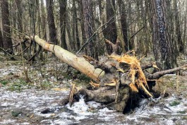 Дятлова пообещала высадить в Калининграде деревья вместо упавших во время урагана