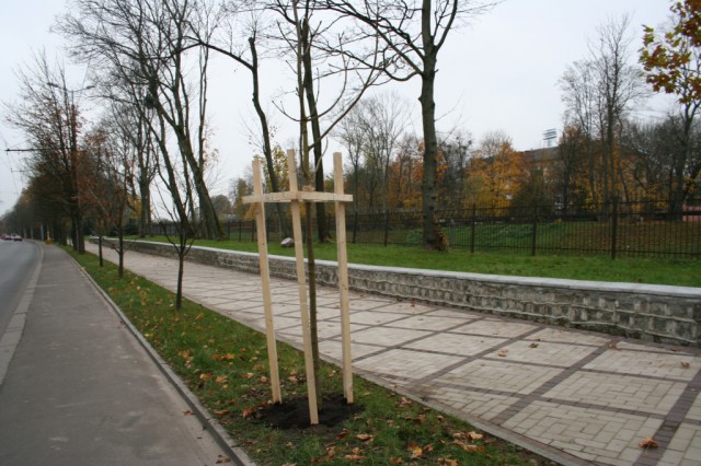 На Гвардейском проспекте в Калининграде высадили пять каштанов вдоль дороги