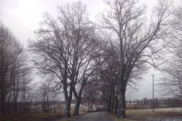 Власти: Сильный ветер повалил в Калининградской области 48 деревьев