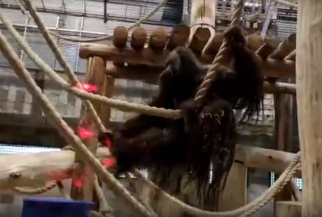 В калининградский зоопарк привезли 13-летнего орангутана из Дании
