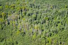 Горсовет увеличил охранную зону калининградских лесов на 240 гектаров