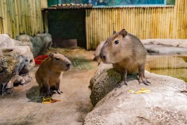 В Калининградский зоопарк привезут самца капибары из Москвы