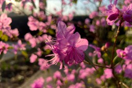 На Пасху в Калининградской области потеплеет до +12&deg;C