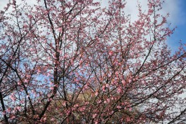 На набережной Музея Мирового океана в Калининграде зацвела сакура (фото)