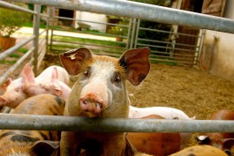 Власти области: Места сжигания заражённых свиней перенесут, если дым пойдёт на населённые пункты