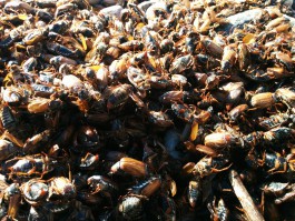 «Мор на море»: как курортные города борются с мёртвыми жуками на пляжах